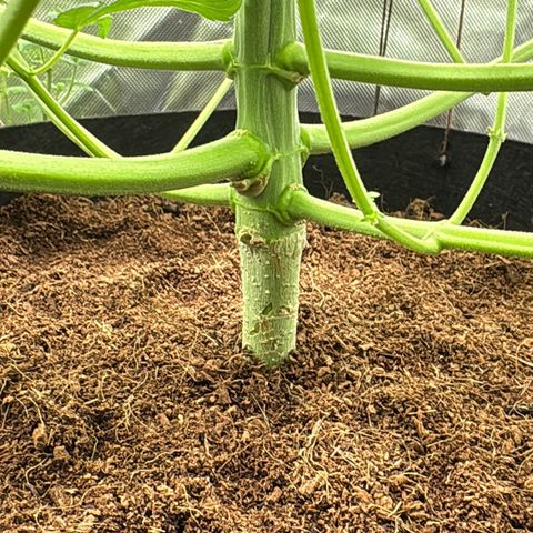Über-Chocolate  growlog timeline photo
