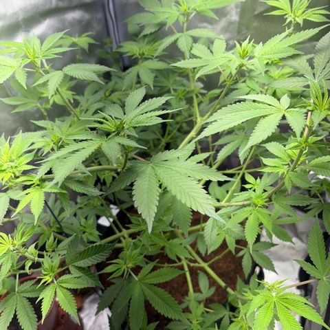 Über-Chocolate  growlog timeline photo