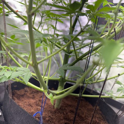 Über-Chocolate  growlog timeline photo