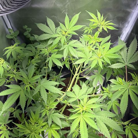 Über-Chocolate  growlog timeline photo