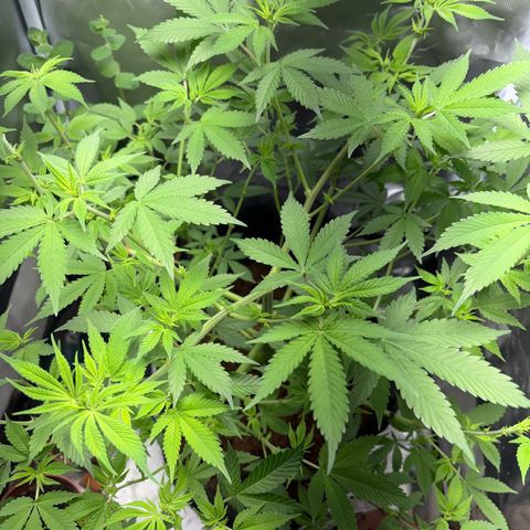 Über-Chocolate  growlog timeline photo