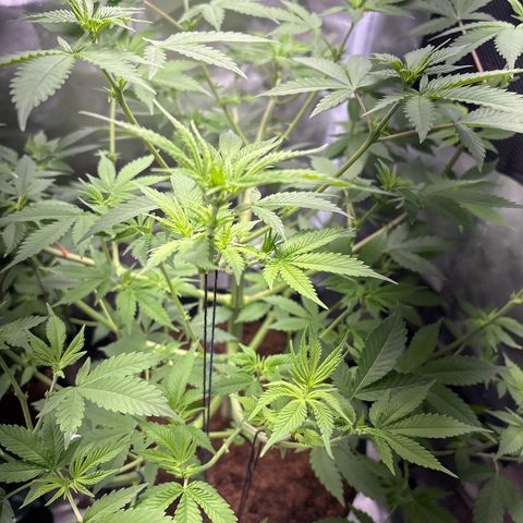 Über-Chocolate  growlog timeline photo