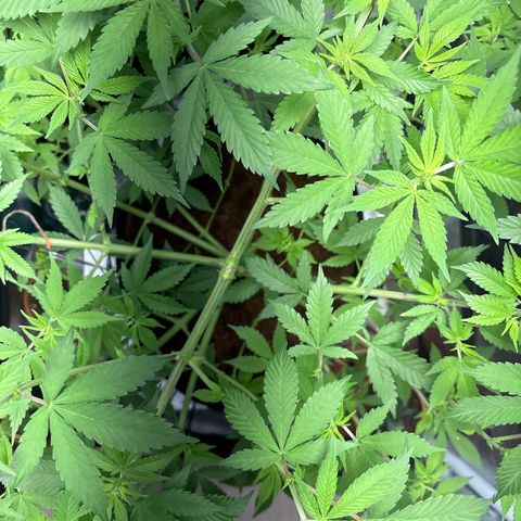 Über-Chocolate  growlog timeline photo