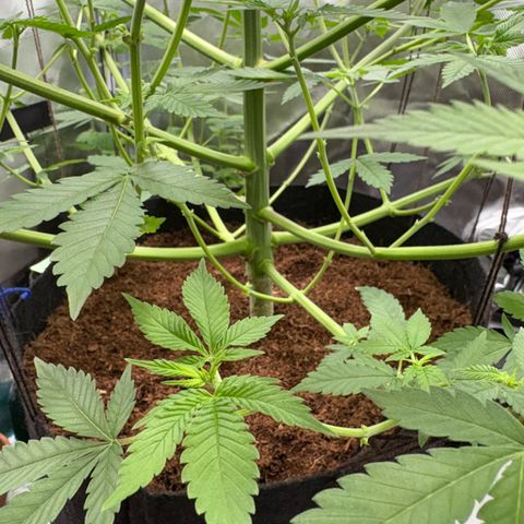Über-Chocolate  growlog timeline photo