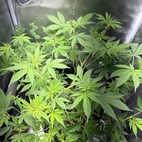 Über-Chocolate  growlog timeline photo