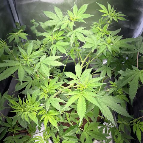 Über-Chocolate  growlog timeline photo