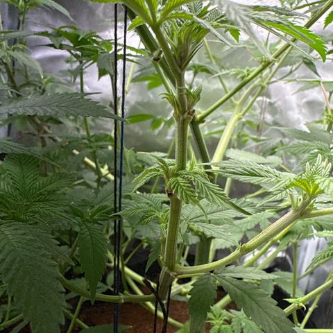 Über-Chocolate  growlog timeline photo