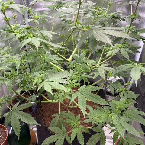 Über-Chocolate  growlog timeline photo