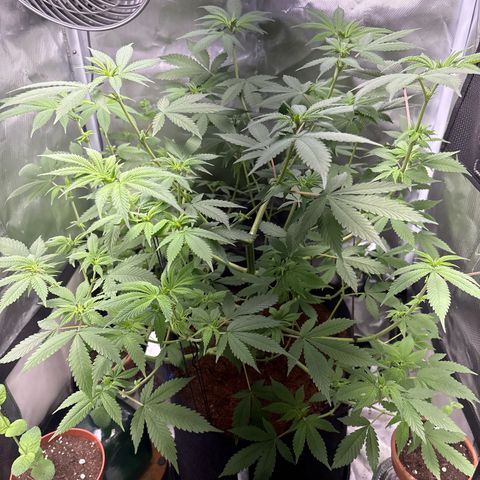 Über-Chocolate  growlog timeline photo