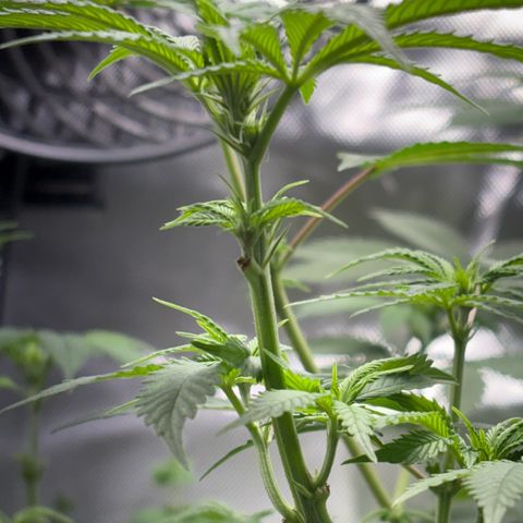 Über-Chocolate  growlog timeline photo