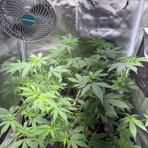 Über-Chocolate  growlog timeline photo
