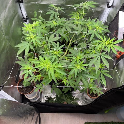 Über-Chocolate  growlog timeline photo