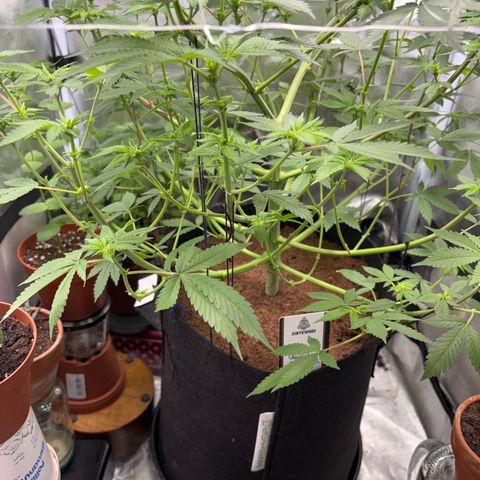 Über-Chocolate  growlog timeline photo