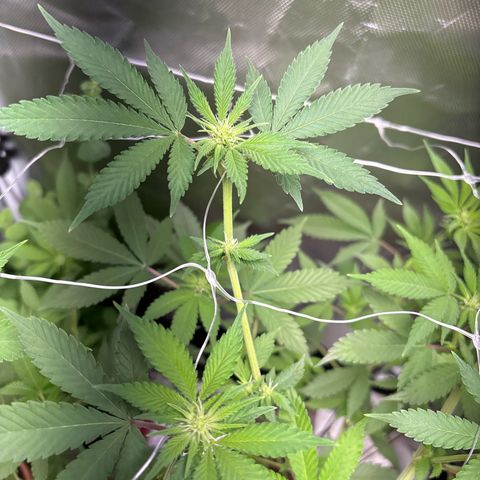 Über-Chocolate  growlog timeline photo