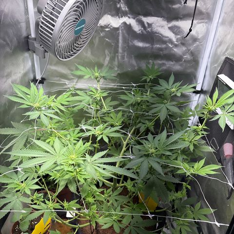 Über-Chocolate  growlog timeline photo