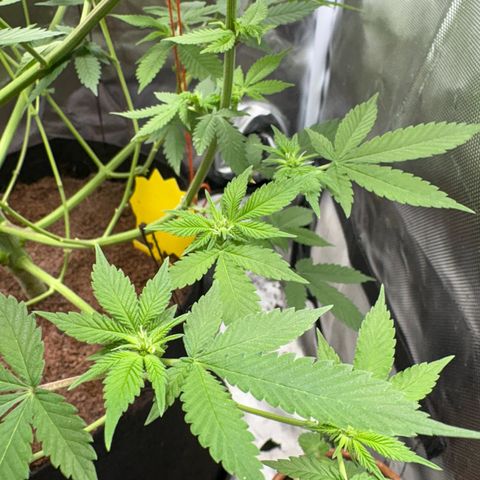 Über-Chocolate  growlog timeline photo