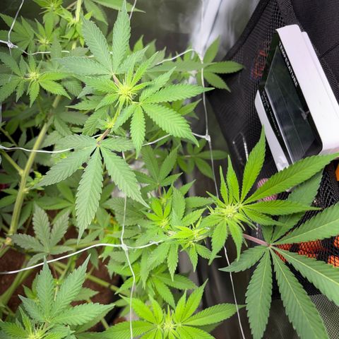 Über-Chocolate  growlog timeline photo