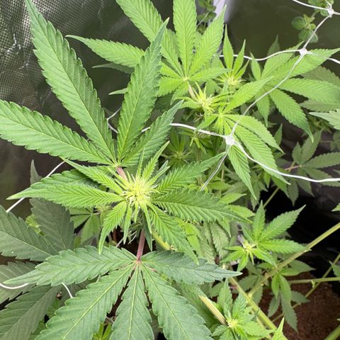 Über-Chocolate  growlog timeline photo