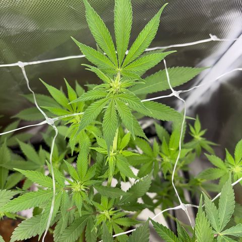 Über-Chocolate  growlog timeline photo