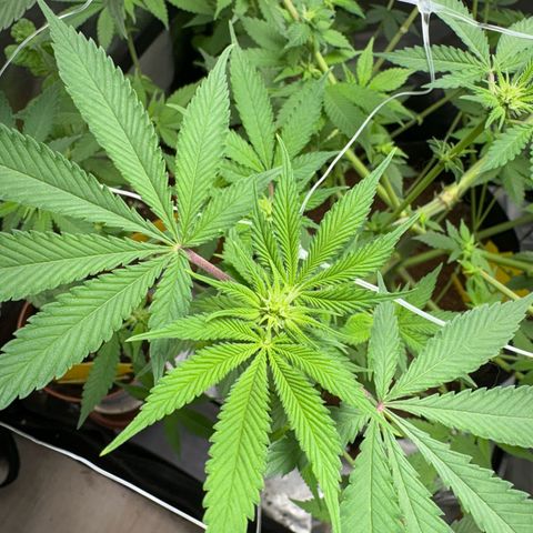 Über-Chocolate  growlog timeline photo