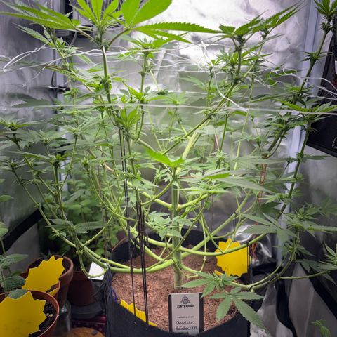 Über-Chocolate  growlog timeline photo