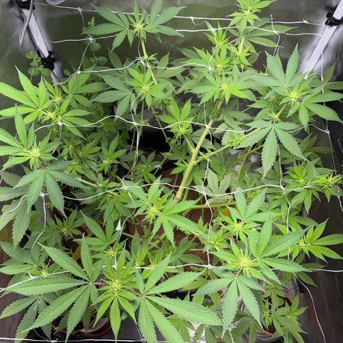 Über-Chocolate  growlog timeline photo