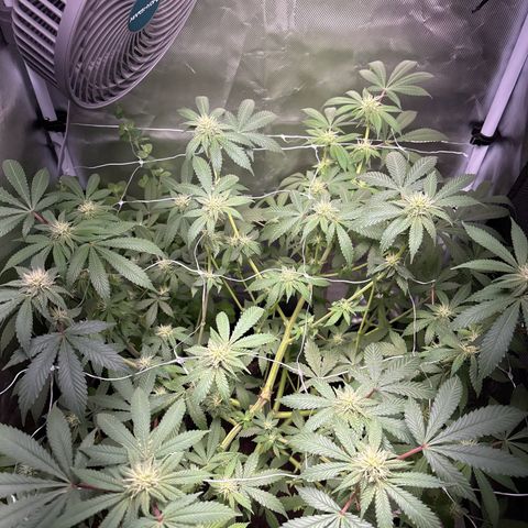 Über-Chocolate  growlog timeline photo