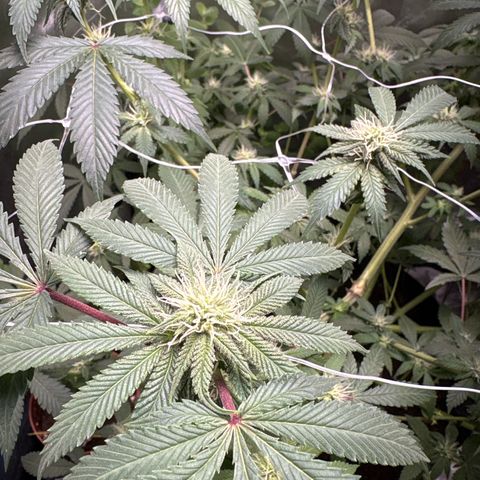 Über-Chocolate  growlog timeline photo