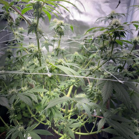 Über-Chocolate  growlog timeline photo