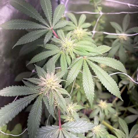 Über-Chocolate  growlog timeline photo