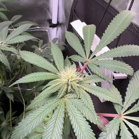 Über-Chocolate  growlog timeline photo