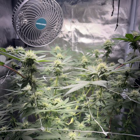 Über-Chocolate  growlog timeline photo