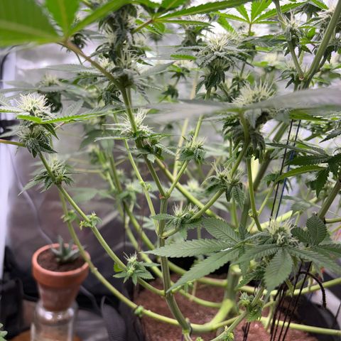 Über-Chocolate  growlog timeline photo