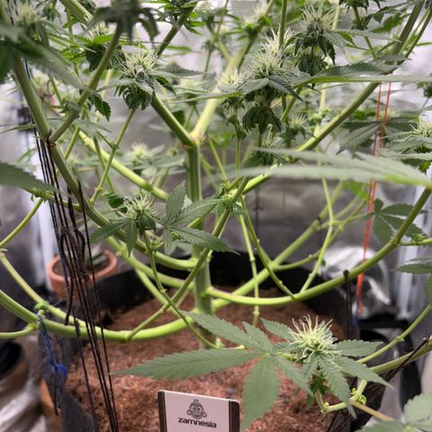 Über-Chocolate  growlog timeline photo