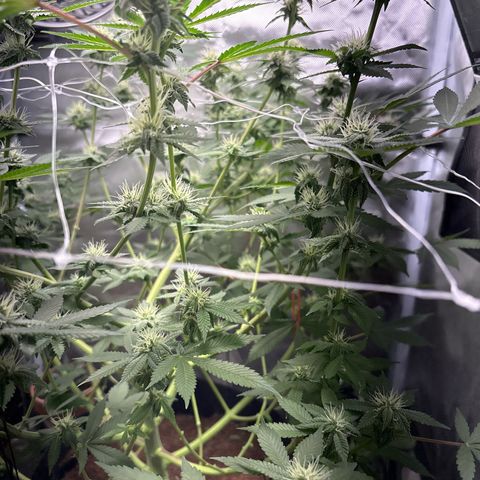 Über-Chocolate  growlog timeline photo