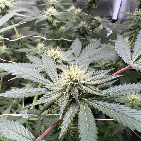 Über-Chocolate  growlog timeline photo