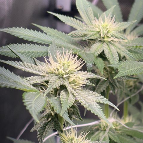 Über-Chocolate  growlog timeline photo