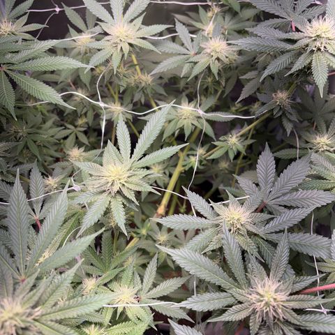 Über-Chocolate  growlog timeline photo