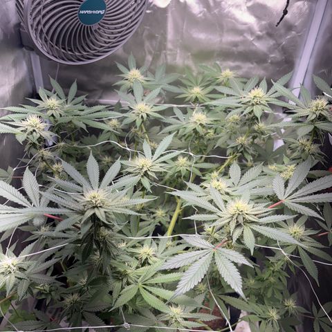 Über-Chocolate  growlog timeline photo