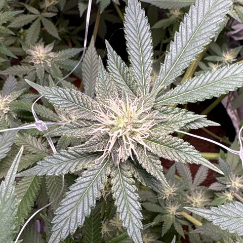Über-Chocolate  growlog timeline photo