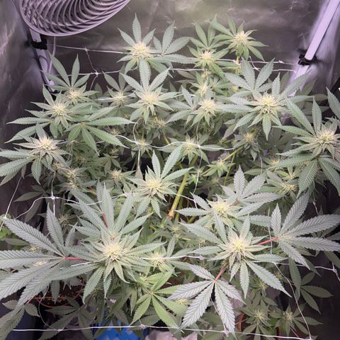 Über-Chocolate  growlog timeline photo