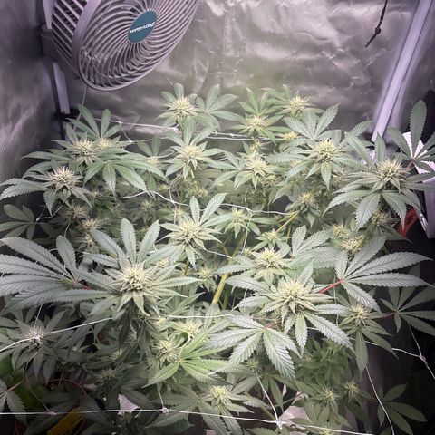 Über-Chocolate  growlog timeline photo