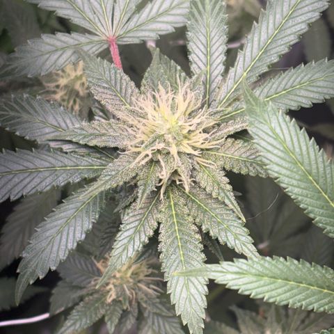 Über-Chocolate  growlog timeline photo