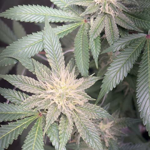 Über-Chocolate  growlog timeline photo