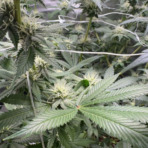 Über-Chocolate  growlog timeline photo