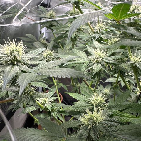 Über-Chocolate  growlog timeline photo