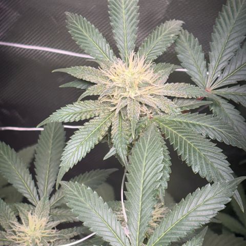 Über-Chocolate  growlog timeline photo