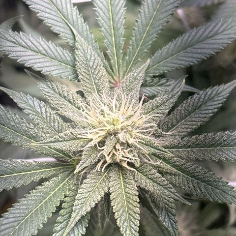 Über-Chocolate  growlog timeline photo