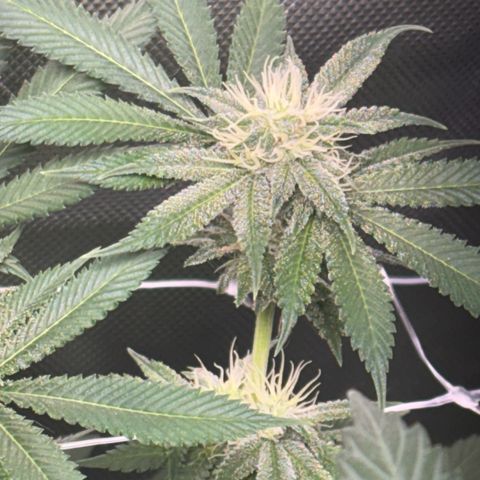 Über-Chocolate  growlog timeline photo