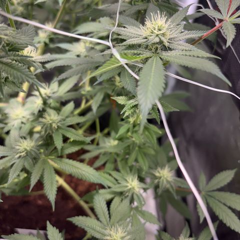 Über-Chocolate  growlog timeline photo